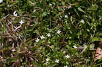 Southern bluet